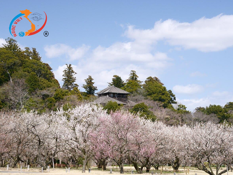 Lễ hội hoa mơ Lễ hội hoa mơ